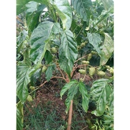3 super fruit noni trees