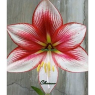 Amaryllis Charisma Flower Bulb