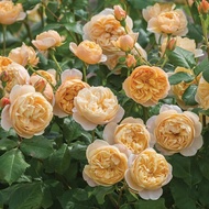 Austin Shrub Rose 1Roald Dahl 2bishop's Castle Old Gardener Garden Potted Plants