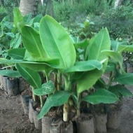 Natural King Feather Banana Seedlings203 ready ak