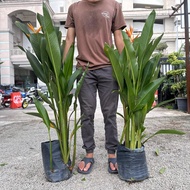 GPS Green Plant Society live Tree Heliconia Nickeriensis Bird of Paradise 天堂鸟 (14x14) 3-4ft