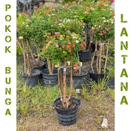 Pokok Bunga Lantana pasu besar / thai murah / Pokok Bunga lantana bonsai