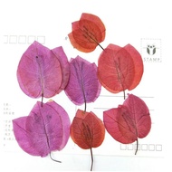 ☑60pcs Pressed Dried  Bougainvillea Glabra Plants Herbarium For Jewelry iPhone Phone Case Photo -☾