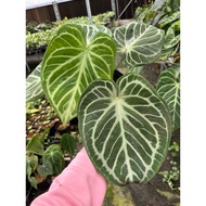 Anthurium Dorayaki silver pot, healthy and beautiful, pot Size c8