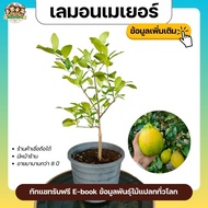 เลมอนเมเยอร์ 40 ซม.+ (Meyer Lemon) ต้นไม้หายาก ต้นไม้แปลก ไม้ผล ผลไม้แปลก มะนาวฝรั่ง เลมอน