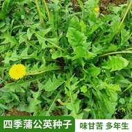 Granny Diced Vegetables Potted Wild Vegetables Edible Vegetables Wild Medicinal Seeds Dandelion Four