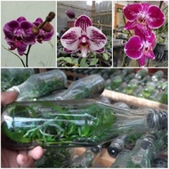 Botolan Anggrek Bulan/ Phalaenopsis Black Jack Hibrid Taiwan Premium