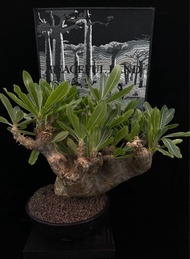 Pachypodium densiflorum  席巴女王玉櫛 Apocynaceae 夾竹桃科 Pachypodium 棒棰樹屬