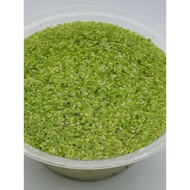 Duckweed LEJEN Floating (Lemna Minor) Water Plant Aquarium Real Live Tumbuhan Air Aquatic BETTA FISH
