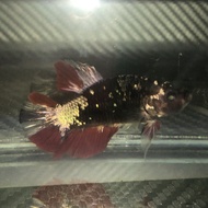 Ikan Cupang Avatar Cooper Gold Female Real Pict Non Cod