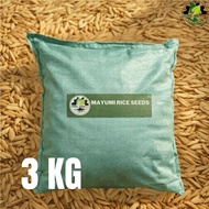 3 KG Mayumi Rice Seeds