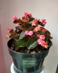 Tanaman Begonia Pink Flower - begonia bunga pink