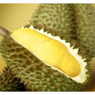 [ REAL LIVE ] ANAK BENIH POKOK BUAH DURIAN MON THONG atau BATANG MAS THAILAND