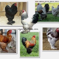 AYAM BRAHMA JANTAN INDUKAN