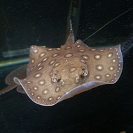 PPC IKAN PARI MOTORO AIR TAWAR HIAS PREDATOR TANKMATE ARWANA STINGRAY
