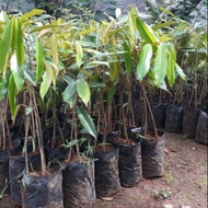 Anak pokok durian musang king 2 hingga 3 kaki...100% guarantee yang terbaik