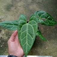 anthurium papillilaminum x silver 2