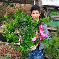 bonsai bunga saliah ukuran besar