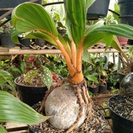 Bibit bakal Bonsai Kelapa Mini - Bahan Bonsai Kelapa yang unik