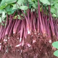 Bibit talas bogor Pratama pulen paket 10 pohon