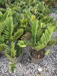 ต้นปรง แม็กซิกัน Zamia furfuracea (Mexican cycad) ส่งพร้อมกระถาง 15 นิ้ว ลำต้นสูง 40-50 ซม ต้นไม้แข็