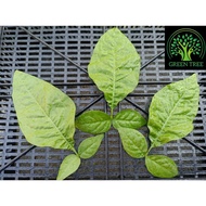 Fresh Vilvam Leaves / Bilva Leaves (10 pcs)