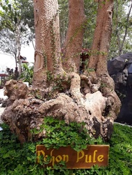 Bibit Pohon Pule Pulai Bahan Bonsai -_-