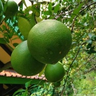 Jeruk bali mini manisjeruk bali seger langsung petik dari pohon