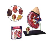 4D Vision หุ่นจำลองไต 4 มิติ