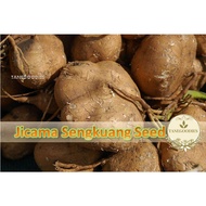 10pc Seed Jicama Yam Bean Benih Biji Ubi Sengkuang 沙葛 芒光种子