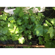 Rooted Grapes cuttings red cardinal variety grapes cuttings rooted and unrooted grapes seedlings