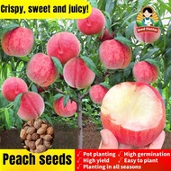 เมล็ดพันธ์ุ ลูกพีช เมล็ดพีชสด (Peach Seed) 7เมล็ด/แพ็ค ผลผลิตสูง ของแท้ 100% ปลูกง่าย อัตรางอกสูง Sw