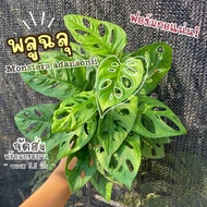 (ส่งไว)ต้นพลูฉลุ ( Monstera adansonii ) พลูฉลุ ฟอร์มกอแน่น! สวย ต้นไม้มงคล ต้นไม้ฟอกอากาศ(ต้นไม้ส่งทั้งกระถาง)