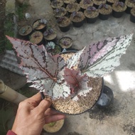 Begonia Rex Silver