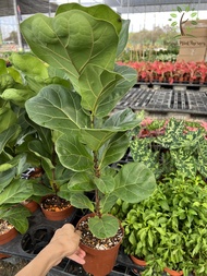 Berjaya Plant Nursery - Ficus Lyrata Bambino/Fiddle Fig(Pokok Ketapang Hidup/Pokok Hiasan Dalam Ruma