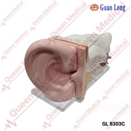 New Style Giant Ear Teaching Aid GL 8303C GL 8303 C