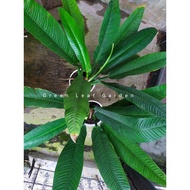 Tanaman Hias Philodendron lynette / linet / linete/ lined super jumbo