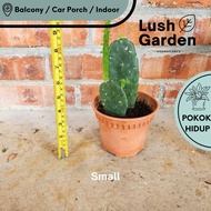 Opuntia Cactus / Prickly Pear Cactus 105mm Pot Live Plant Pokok Hiasan [Lush Garden]