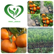 bibit tanaman jeruk santang madu pohon jeruk