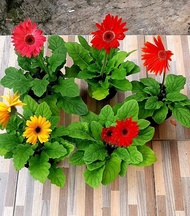 TANAMAN HIAS PAKET 4 GERBERA