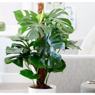 Anak Pokok Monstera ** Deliciosa