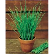 ~60 Seeds Chives Australia Non GMO ship from SG