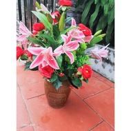 Chayote 1 branch 3 branches