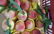 【預購！最優質的水蜜桃 12入(2斤)】產季只有一個月 讓人垂涎欲滴的拉拉山水蜜桃！