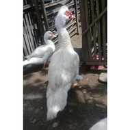 TELUR TETAS MENTOK / ENTOK JUMBO BLITAR LEHER PANJANG UNTUK DI