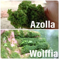 PAKET LENGKAP AZOLLA 9ons & WOLFFIA 2ons AZOLA WOLFIA
