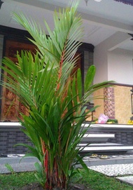 Tanaman hias hidup palem merah - Pohon palem merah - Tanaman palem merah - palem botol merah - Palem