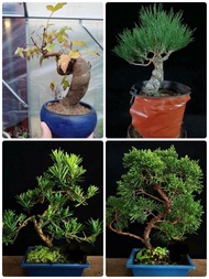 特價 1.楓樹$500 2.黑松$500 3.羅漢松$350 4.濟州柏$350
