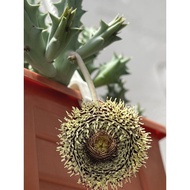 Asclepiadaceae- Huernia Hystrix …