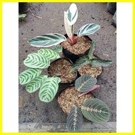 ✅ ✹ ✈ Available live plants for sale Calathea Variety